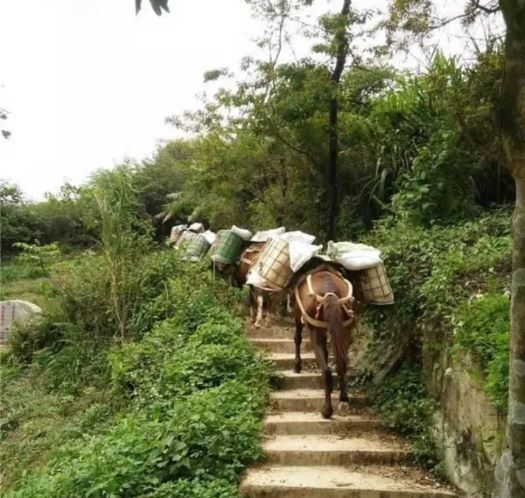 临汾山区马帮运输