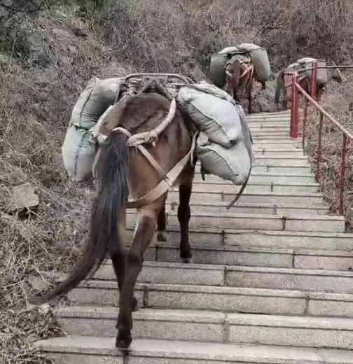 临汾骡马运输