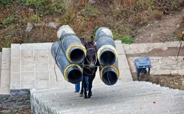 临汾马帮运输