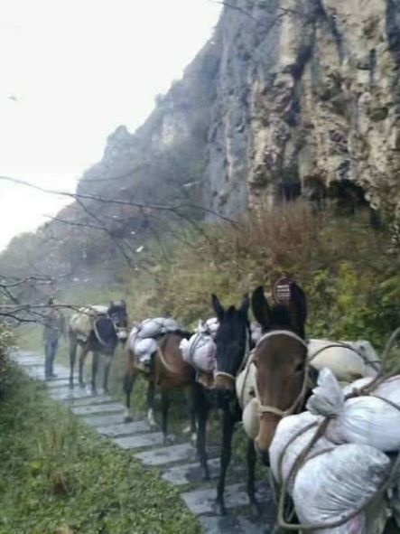 临汾骡子运输队